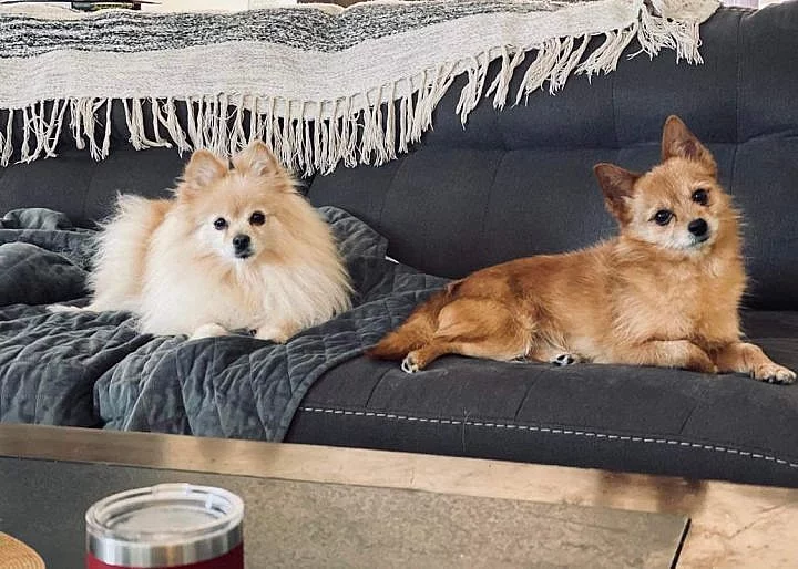 Yorkshire terrier bez PP