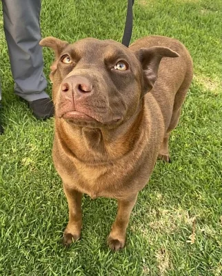 Labradorský retriever bez PP