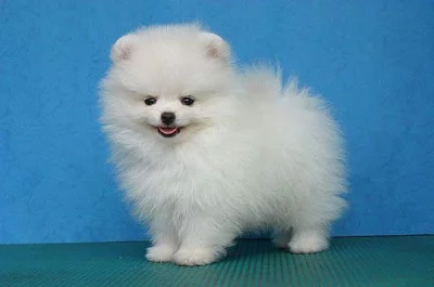 Mini pomeranian bez PP
