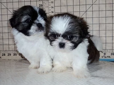 Prodám štěňata Shih Tzu