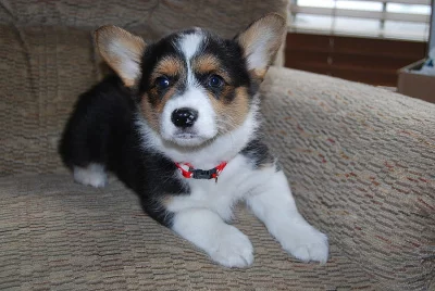 Zdravá štěňata Welsh Corgi Pembroke k dispozici.