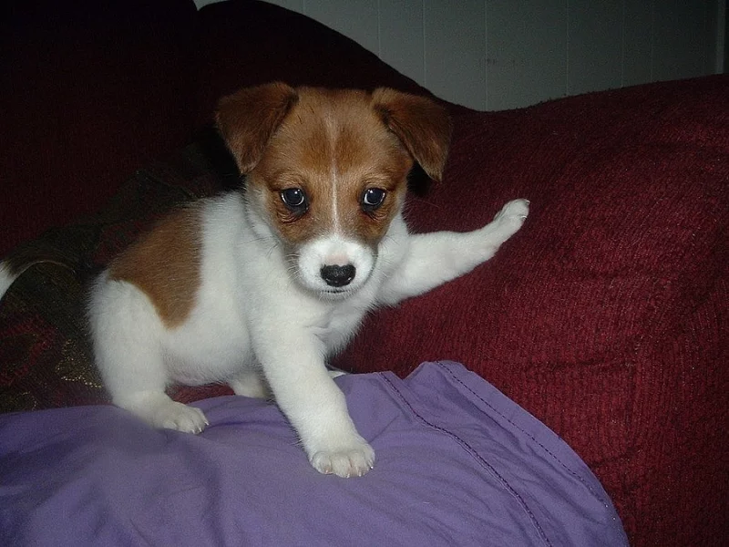 Prodám štěňata Jack Russell