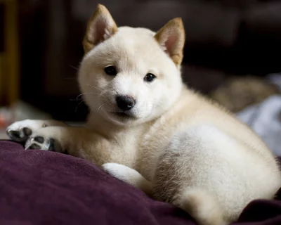 K dispozici zdravá štěňata Shiba Inu
