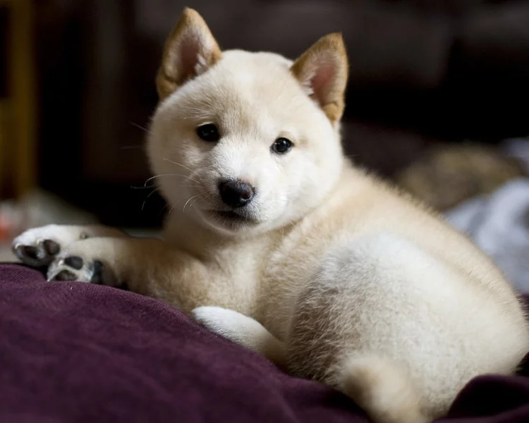 K dispozici zdravá štěňata Shiba Inu
