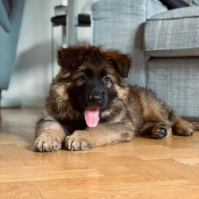 Štěňata německého ovčáka k adopci