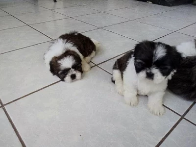 Prodám krásná štěňátka Shih Tzu