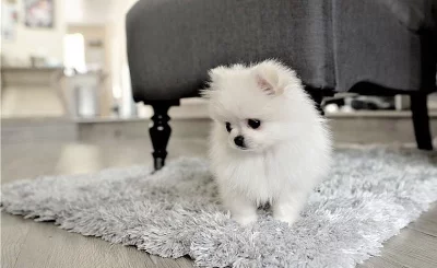 Drobná štěňata pomeranianů k adopci