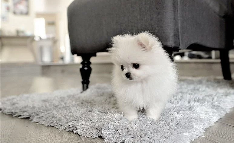 Drobná štěňata pomeranianů k adopci