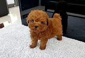 Štěňata Toy Pudl k adopci