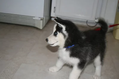 Prodám čistokrevná štěňata sibiřského huskyho
