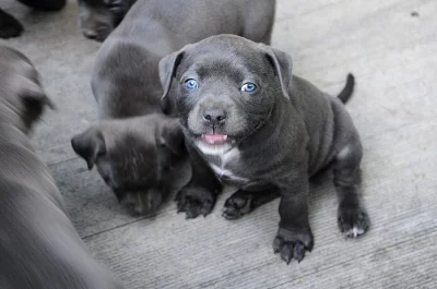 K dispozici štěňata pitbulla