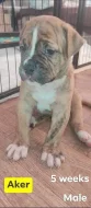 Prodám štěňátka Amerického bulldoga narozena 20.1.2022
