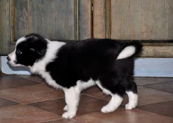 Border kolie