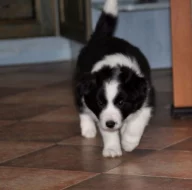 Border kolie