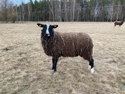 Prodám jehničky Zwartbles