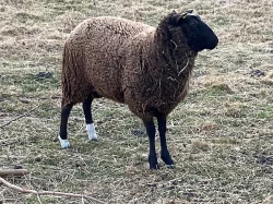 Prodám jehničky Zwartbles