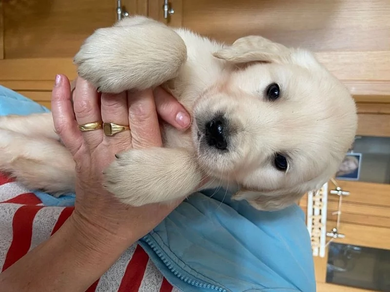 Labradorský retriever bez PP