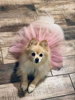Yorkshire terrier bez PP