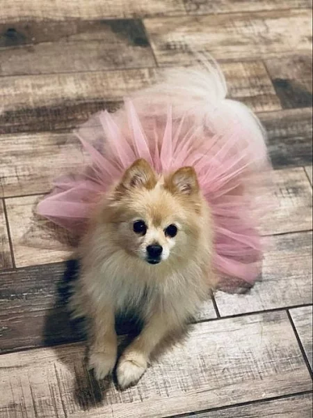 Yorkshire terrier bez PP