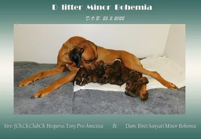 Rhodéský ridgeback - štěňátka s PP