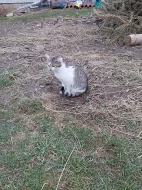 Mazlivá koťátka