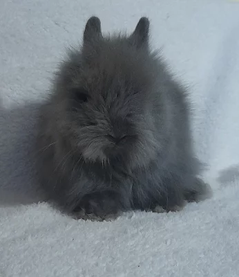 Zakrslí Teddy králíčci s VP- rodiče v dospěl. 0,9 kg MAX.