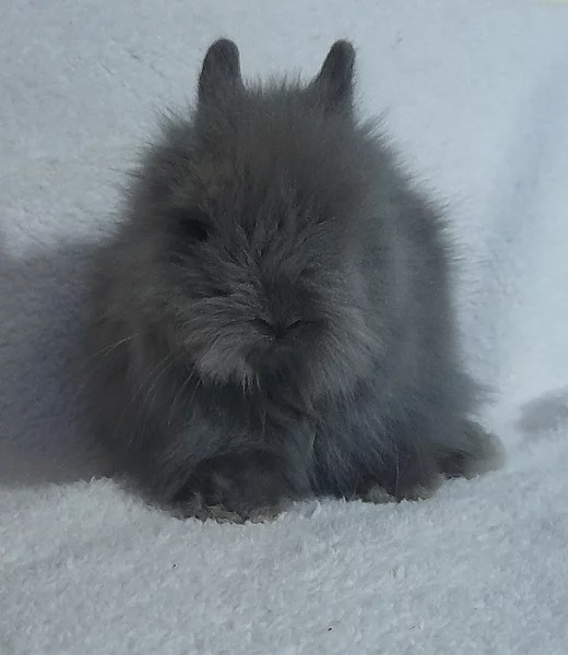 Zakrslí Teddy králíčci s VP- rodiče v dospěl. 0,9 kg MAX.