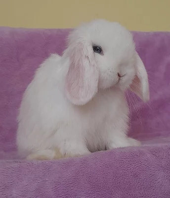 Zakrslí beránci MINILOP s VP- váha rodičů 1,3kg max.