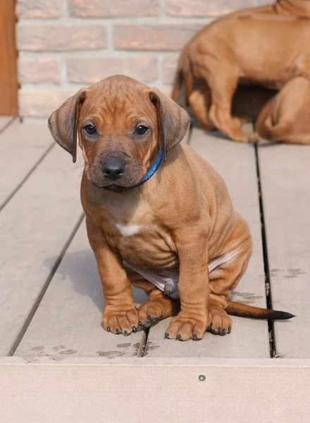 ŠTĚŇÁTKA RHODÉSKÝCH RIDGEBACKŮ