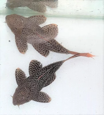 L-sumci - L114 Pseudacanthicus cf. leopardus