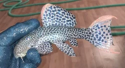 L-sumci - L114 Pseudacanthicus cf. leopardus