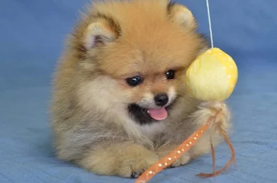 Pomeranian s PP teacup fenka