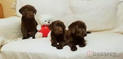 Labradorský retriever bez PP
