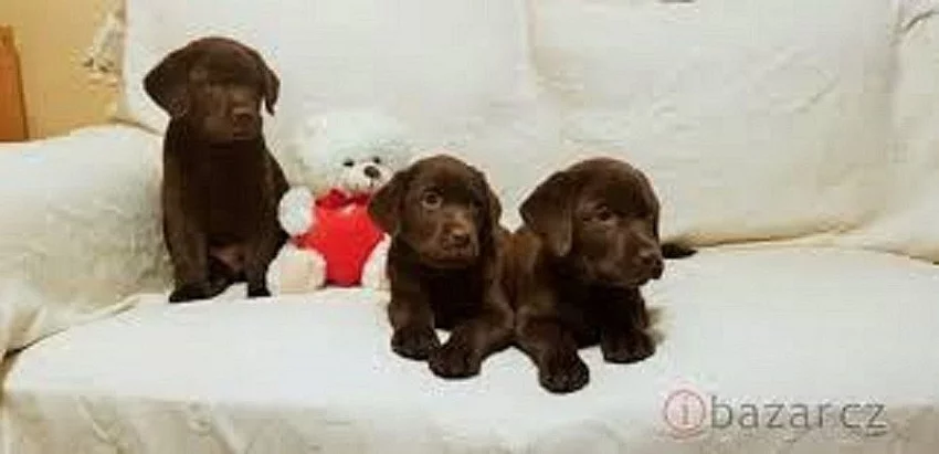 Labradorský retriever bez PP