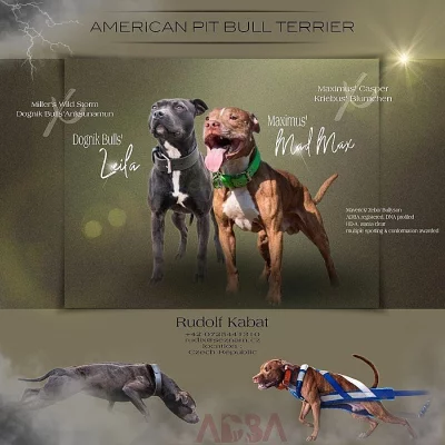 Americký pitbulteriér american pitbullterrier pit pitbull