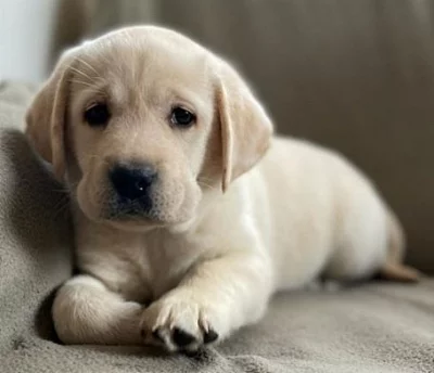 Labradorský retriever bez PP