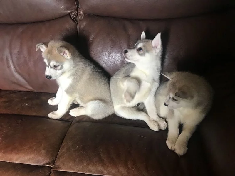 Sibiřská štěňátka bez PP