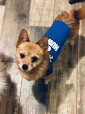 Yorkshire terrier bez PP