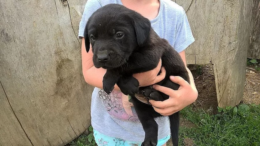 Labradorský retriever bez PP