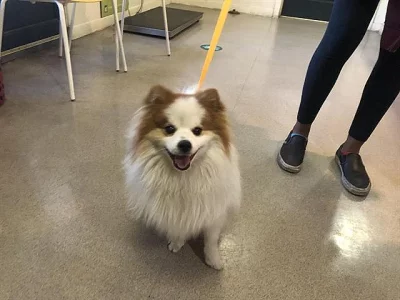 Mini pomeranian bez PP