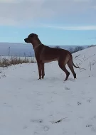 Nabídka krytí Rhodesky ridgeback
