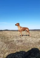 Nabídka krytí Rhodesky ridgeback