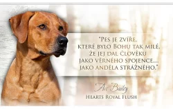 Nabídka krytí Rhodesky ridgeback