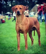 Nabídka krytí Rhodesky ridgeback