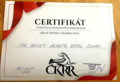 Nabídka krytí Rhodesky ridgeback