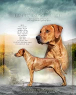Nabídka krytí Rhodesky ridgeback