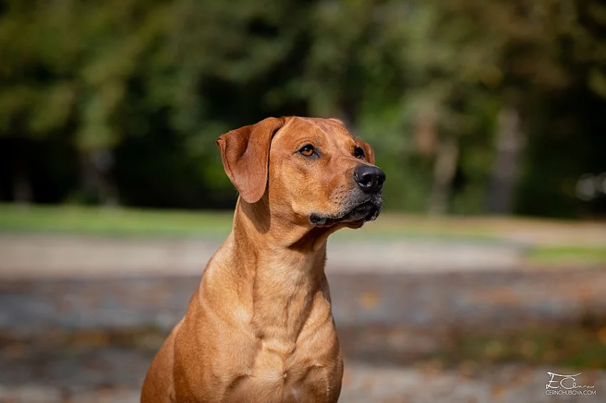 Nabídka krytí Rhodesky ridgeback