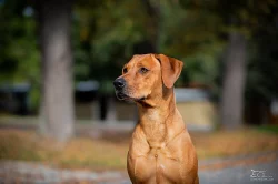 Nabídka krytí Rhodesky ridgeback
