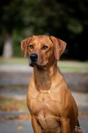 Nabídka krytí Rhodesky ridgeback