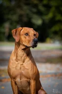 Nabídka krytí Rhodesky ridgeback